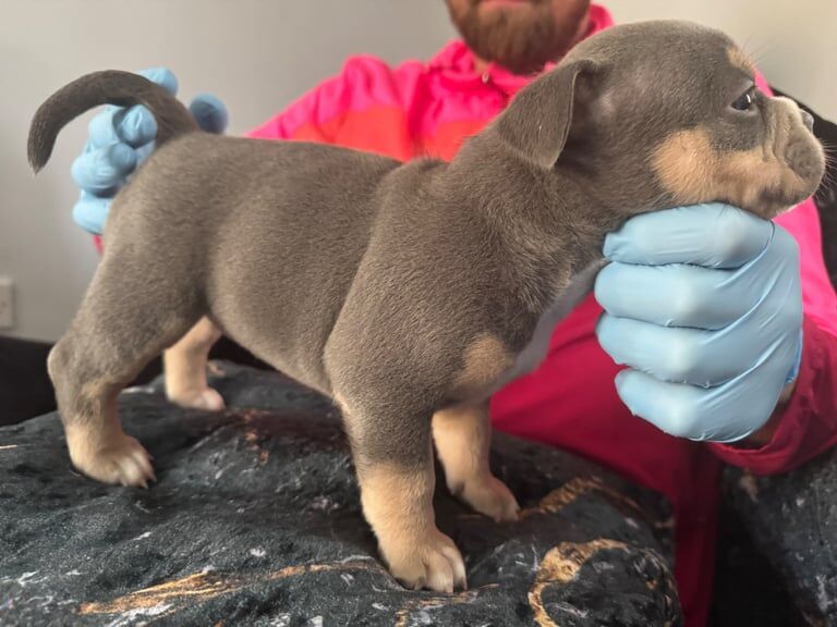MICRO/POCKET BULLYS for sale in Dunmurry, County Antrim | Image 2