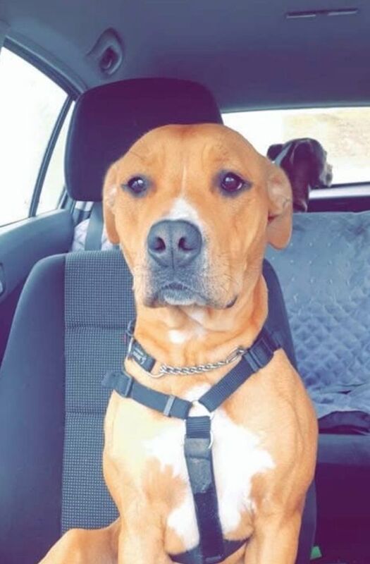 Millie is looking for a new home