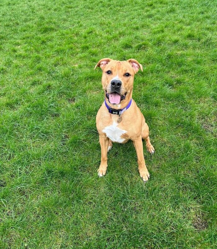 Millie is looking for a new home - Image 2 of 6