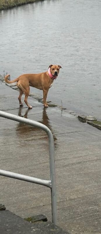 Millie is looking for a new home - Image 5 of 6