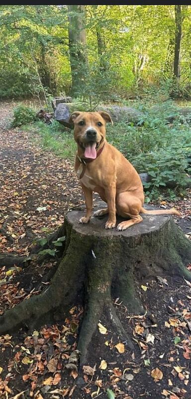 Millie is looking for a new home - Image 6 of 6