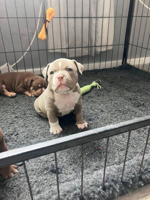 Mirco pocket bully for sale in Seacroft, West Yorkshire