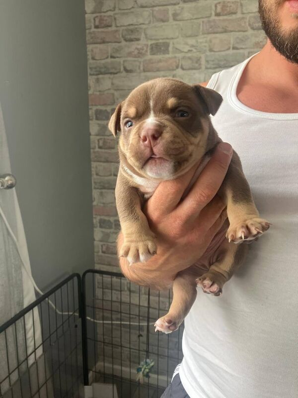 Mirco pocket bully for sale in Seacroft, West Yorkshire | Image 3