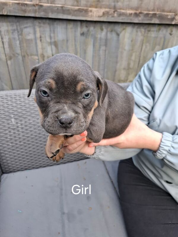 Mixed Breed Puppies for sale in Whiston, Merseyside
