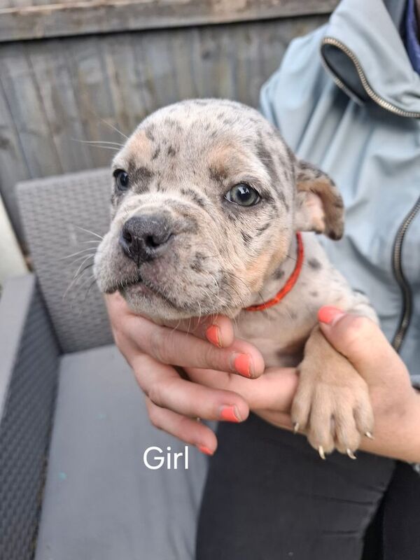 Mixed Breed Puppies for sale in Whiston, Merseyside | Image 2