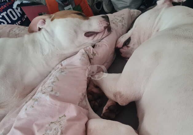 American Bulldog puppies for sale in Ebbw Vale, Blaenau Gwent – 5 years old - Image 2 of 5