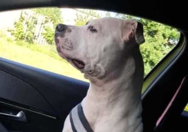 American Bulldog puppies for sale in Ebbw Vale, Blaenau Gwent – 5 years old - Image 3 of 5