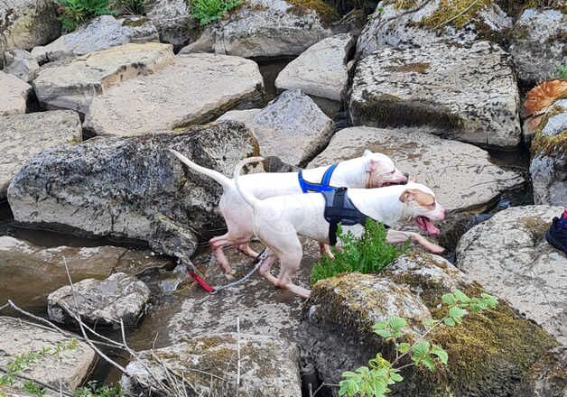 American Bulldog puppies for sale in Ebbw Vale, Blaenau Gwent – 5 years old - Image 4 of 5