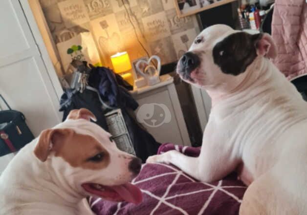 American Bulldog puppies for sale in Ebbw Vale, Blaenau Gwent – 5 years old - Image 5 of 5
