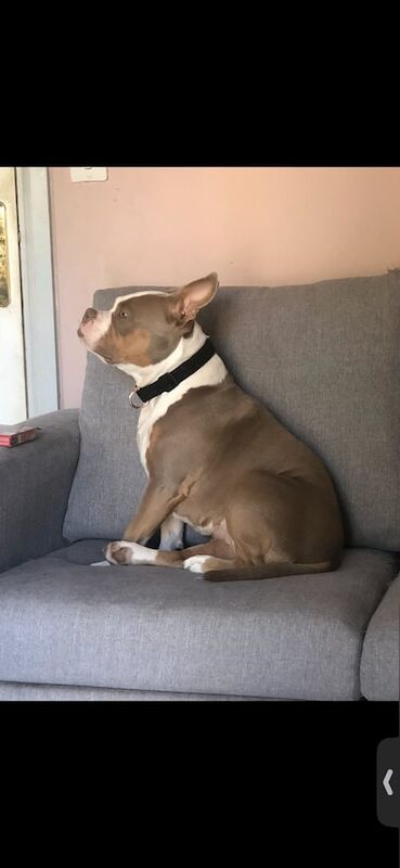 Mysti- Female pocket bully 2yrs - Image 2 of 3