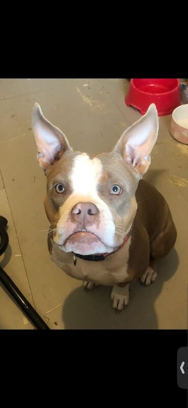 Mysti- Female pocket bully 2yrs - Image 3 of 3