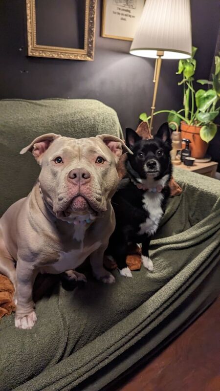 Nala is looking for a new home for sale in Gilmerton, City of Edinburgh