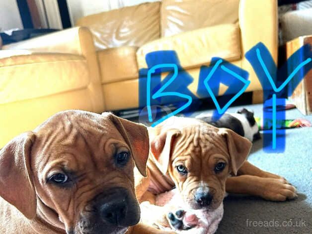 American Bulldog puppies for sale in Aberdeen, City of Aberdeen – 1 year old - Image 2 of 5