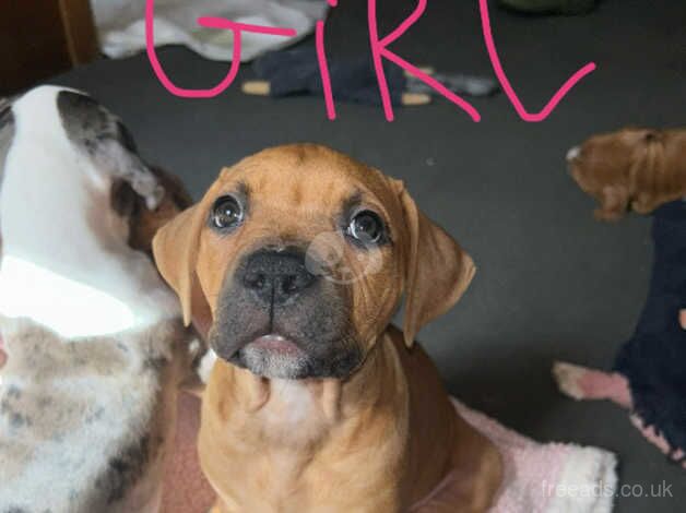 American Bulldog puppies for sale in Aberdeen, City of Aberdeen – 1 year old - Image 3 of 5