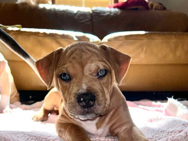 American Bulldog puppies for sale in Aberdeen, City of Aberdeen – 1 year old - Image 4 of 5