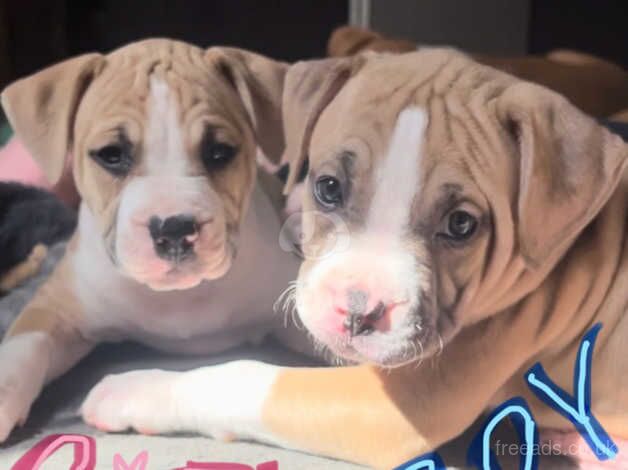American Bulldog puppies for sale in Aberdeen, City of Aberdeen – 1 year old - Image 5 of 5