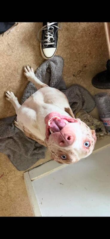 Need a home blue eyed female murle bulldog - Image 2 of 3