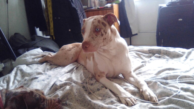 Need a home blue eyed female murle bulldog - Image 3 of 3