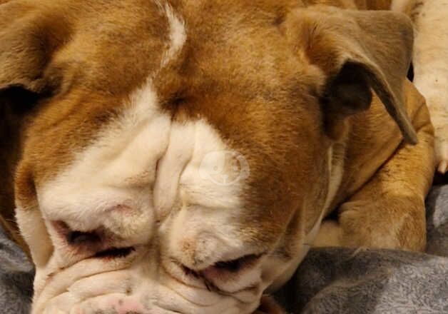 American Bulldog puppies for sale in Gateshead, Tyne and Wear – 6 years old - Image 1 of 1