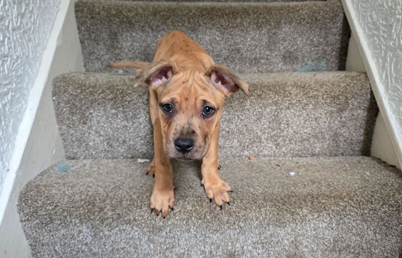 American Bulldog puppies for sale in Newcastle upon Tyne, Tyne and Wear – 3 months old - Image 1 of 9