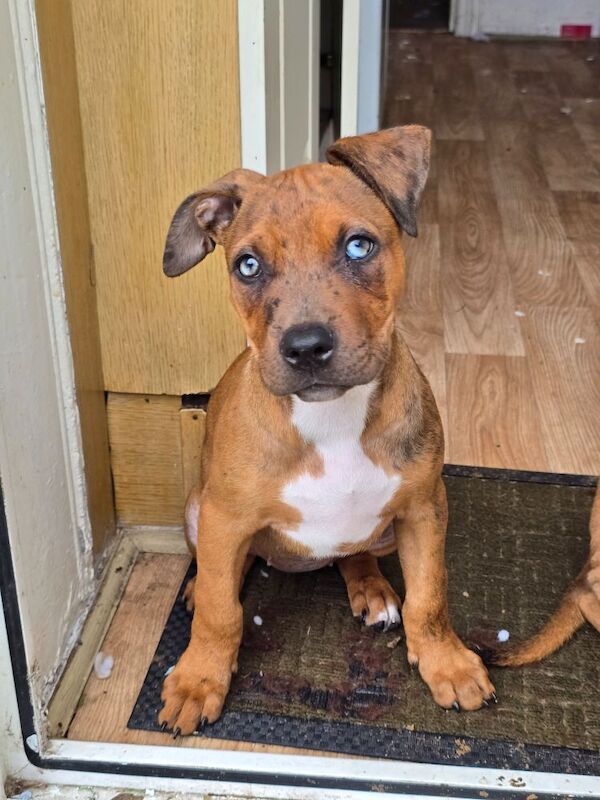American Bulldog puppies for sale in Newcastle upon Tyne, Tyne and Wear – 3 months old - Image 2 of 9