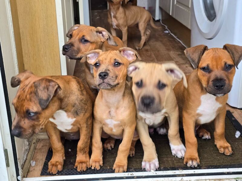 American Bulldog puppies for sale in Newcastle upon Tyne, Tyne and Wear – 3 months old - Image 3 of 9