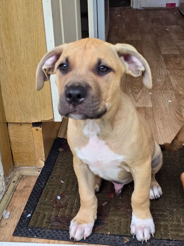 American Bulldog puppies for sale in Newcastle upon Tyne, Tyne and Wear – 3 months old - Image 4 of 9