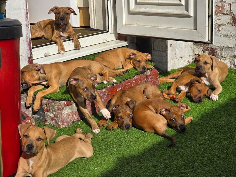 American Bulldog puppies for sale in Newcastle upon Tyne, Tyne and Wear – 3 months old - Image 5 of 9