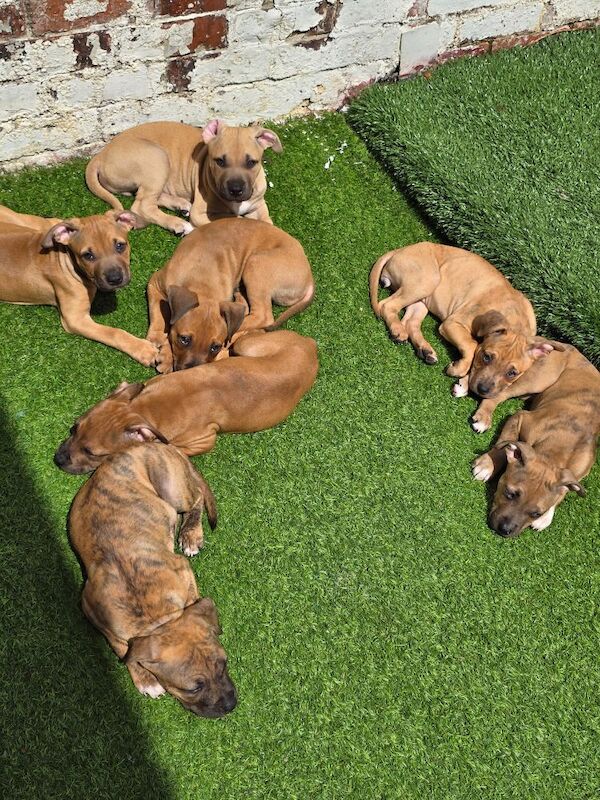American Bulldog puppies for sale in Newcastle upon Tyne, Tyne and Wear – 3 months old - Image 7 of 9