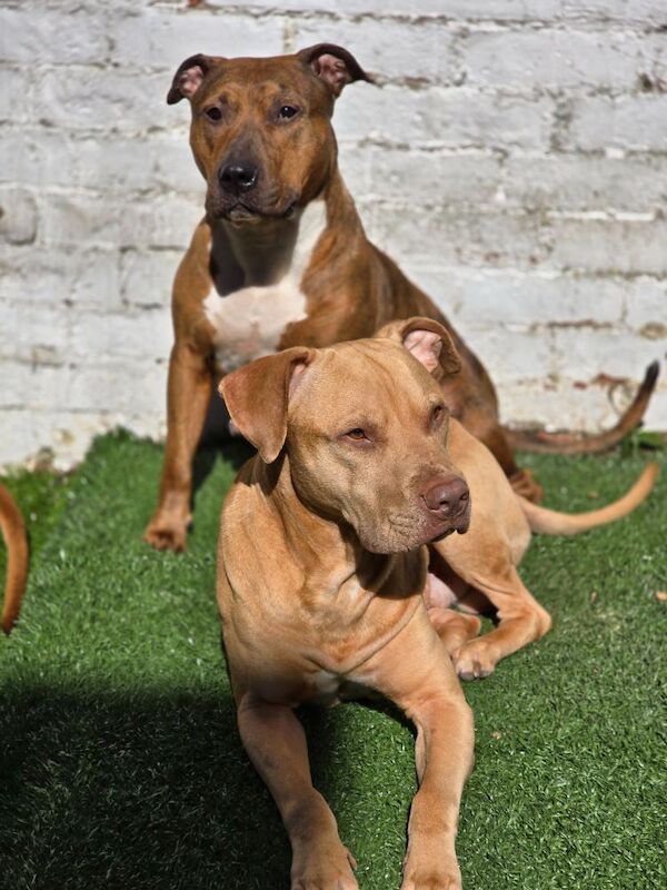 American Bulldog puppies for sale in Newcastle upon Tyne, Tyne and Wear – 3 months old - Image 9 of 9
