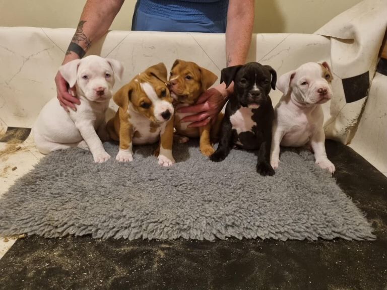 American Bully Puppies For Sale
