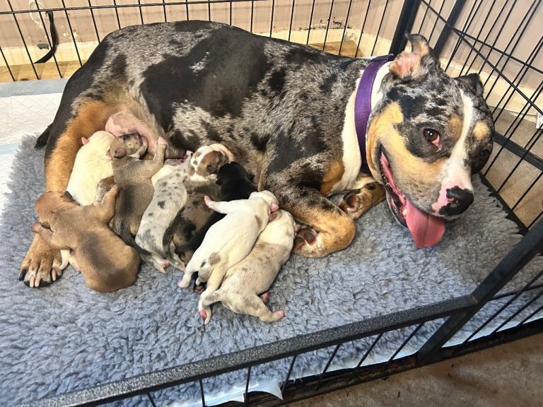OPEN TO OFFERS! Ready now!! ABKC Pocket bully’s - Image 2 of 3