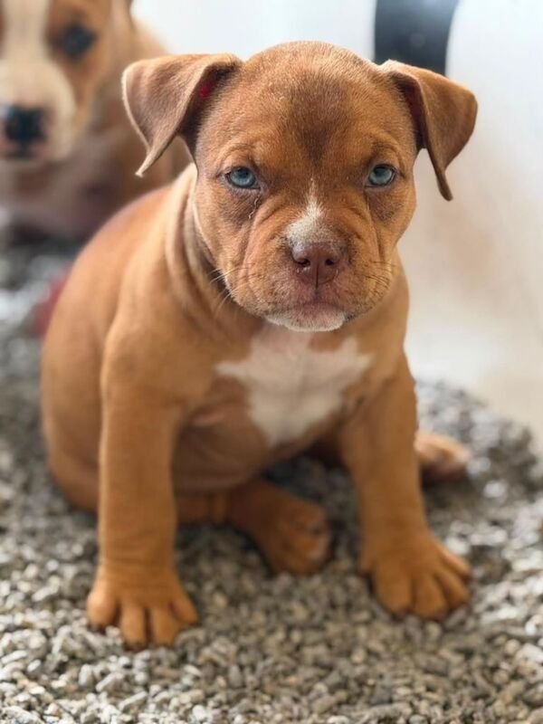 OPEN TO OFFERS! Ready now!! ABKC Pocket bully’s - Image 3 of 3