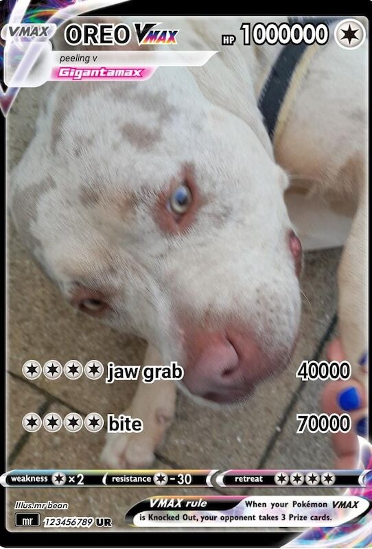 American Bulldog puppies for sale in Milton Keynes, Buckinghamshire – 1 year old - Image 2 of 3