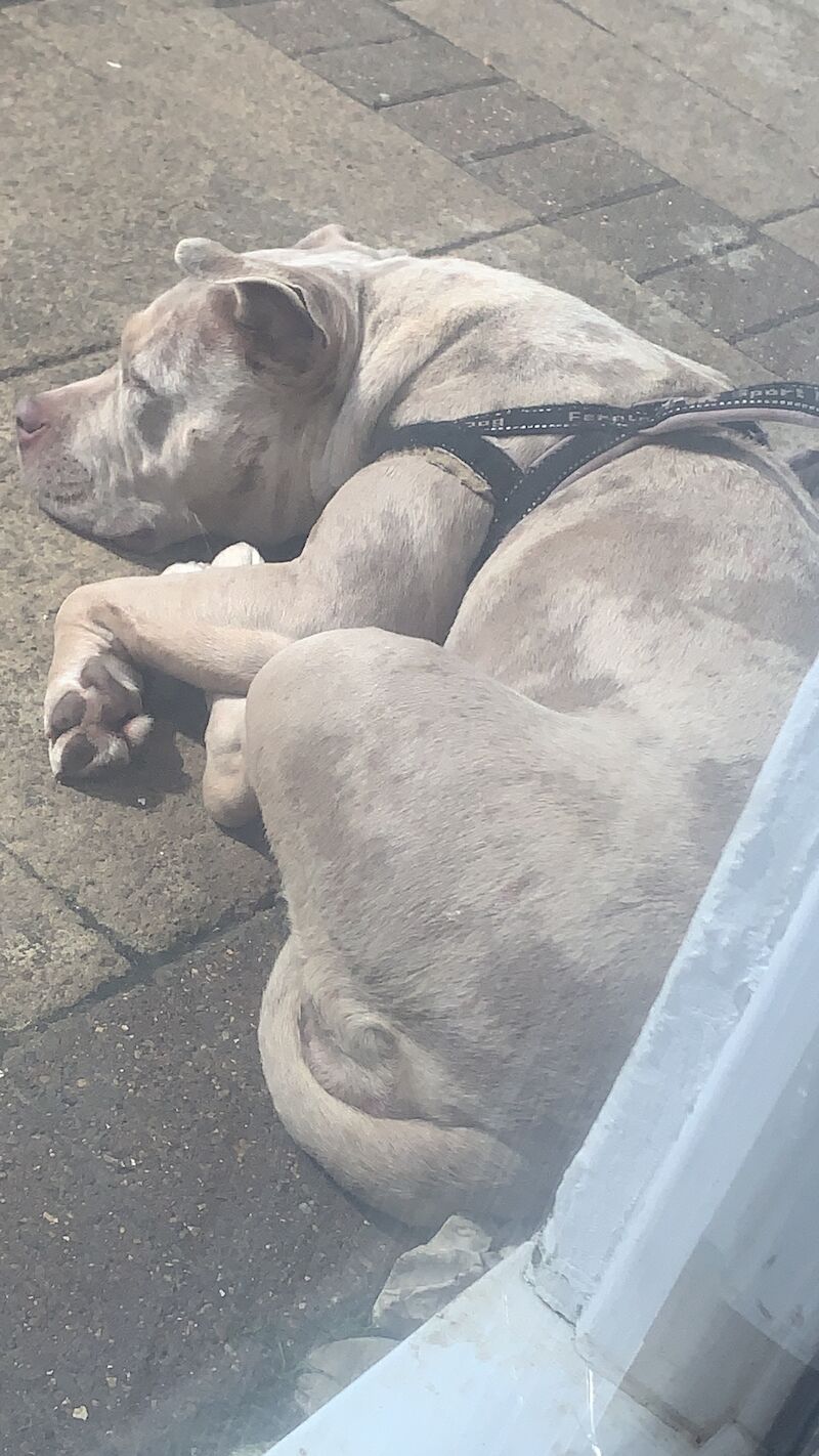 American Bulldog puppies for sale in Milton Keynes, Buckinghamshire – 1 year old - Image 3 of 3