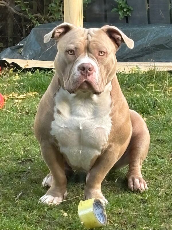 Oscar the pocket bully for sale in Gilmerton, City of Edinburgh