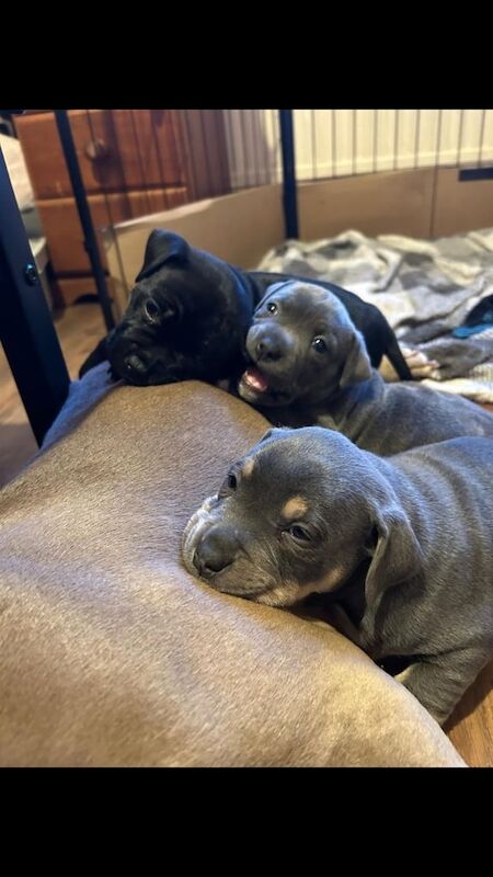 American Bulldog puppies for sale in Swansea / Abertawe, West Glamorgan – 10 months old - Image 1 of 3