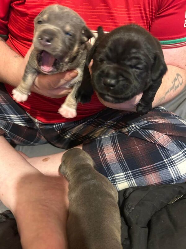 American Bulldog puppies for sale in Swansea / Abertawe, West Glamorgan – 10 months old - Image 2 of 3