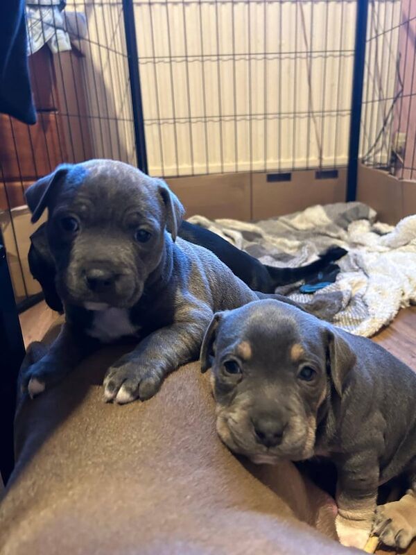 American Bulldog puppies for sale in Swansea / Abertawe, West Glamorgan – 10 months old - Image 3 of 3