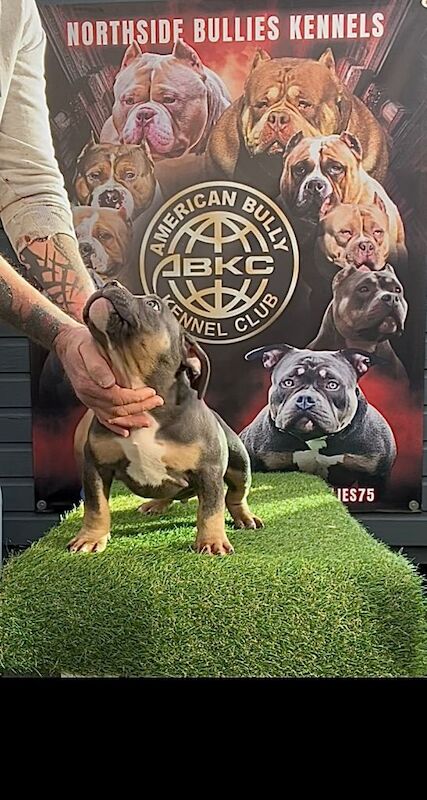 American Bulldog puppies for sale in Ballyclare, County Antrim – KC registered, 5 months old - Image 2 of 4