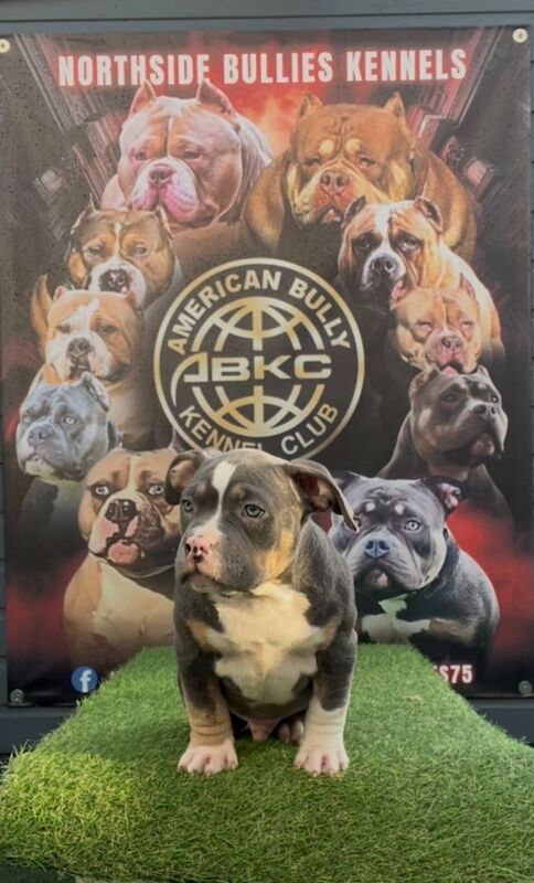 American Bulldog puppies for sale in Ballyclare, County Antrim – KC registered, 5 months old - Image 3 of 4