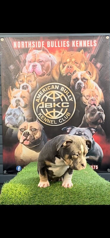 American Bulldog puppies for sale in Ballyclare, County Antrim – KC registered, 5 months old - Image 4 of 4