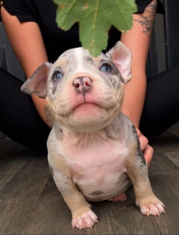 American Bulldog puppies for sale in Stalybridge, Greater Manchester – 8 weeks old