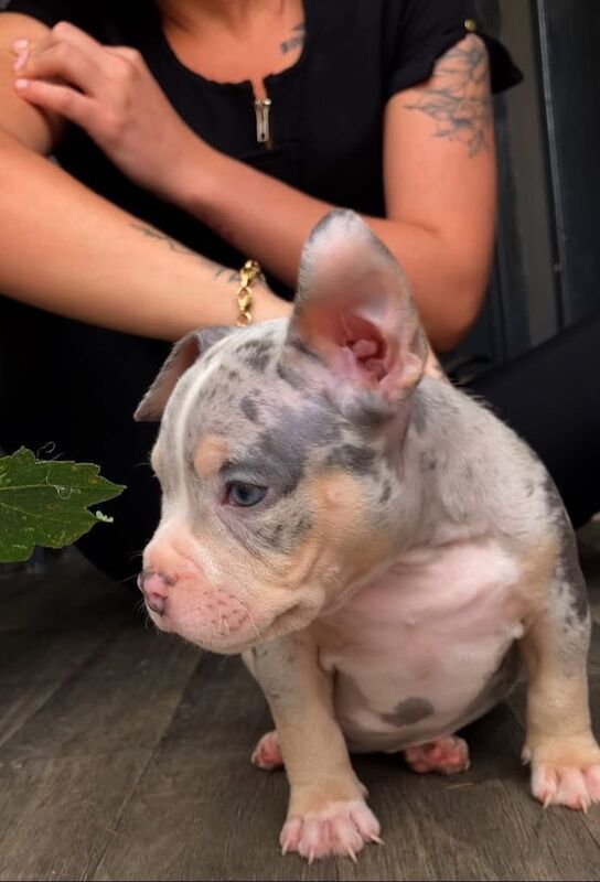 American Bulldog puppies for sale in Stalybridge, Greater Manchester – 8 weeks old - Image 2 of 3