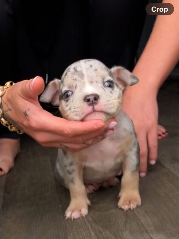 American Bulldog puppies for sale in Stalybridge, Greater Manchester – 8 weeks old - Image 3 of 3