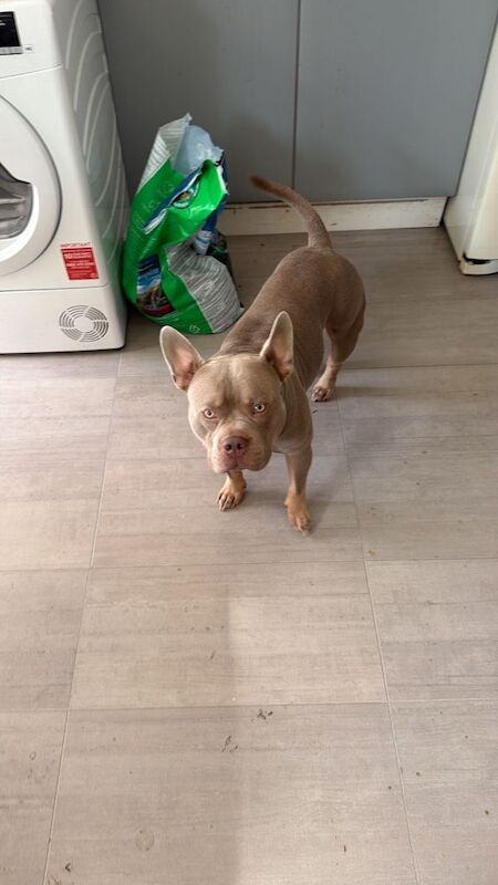American Bully Puppies For Sale