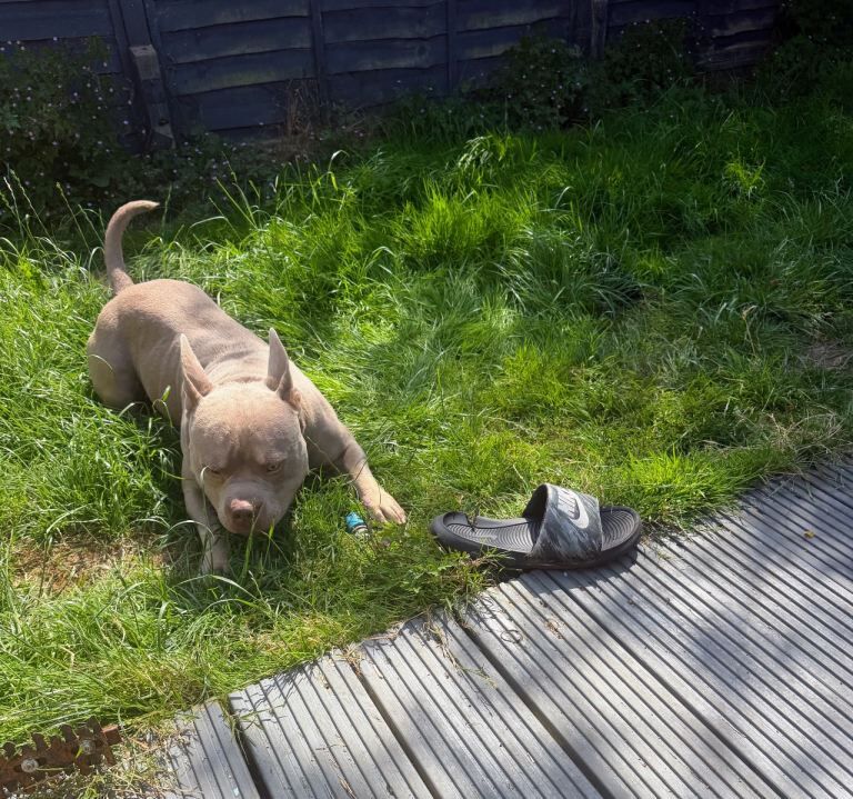 Pocket Bulldog - Image 2 of 4