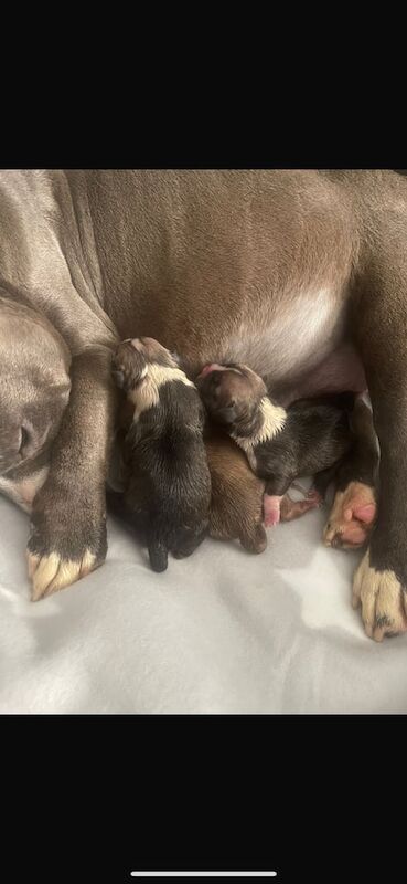 American Bulldog puppies for sale in Manchester, Greater Manchester – KC registered, 9 weeks old