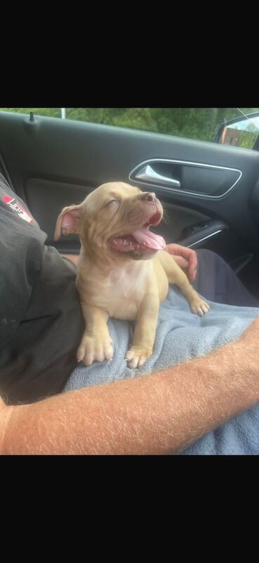 American Bulldog puppies for sale in Manchester, Greater Manchester – KC registered, 9 weeks old - Image 2 of 3