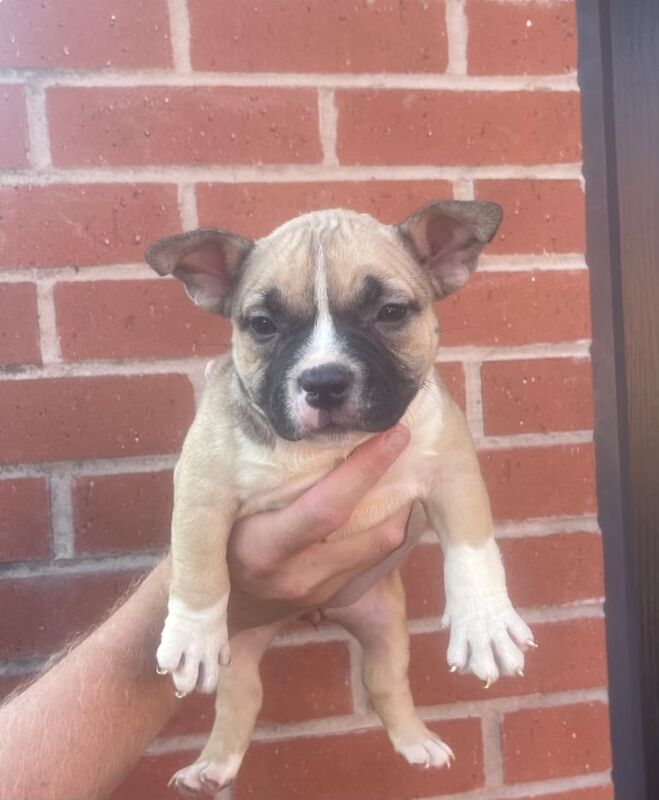 American Bulldog puppies for sale in Manchester, Greater Manchester – KC registered, 9 weeks old - Image 3 of 3